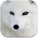 Arctic Fox Wallpapers HD