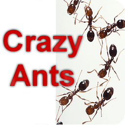 Crazy Ants