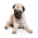 Pug Dog Screen Cleaner Live Wallpaper