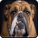 English Bulldog Live Wallpaper