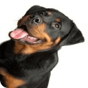 Caring For Rottweilers