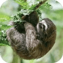 Happy Sloth Land