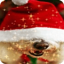 Christmas Dog Live Wallpaper