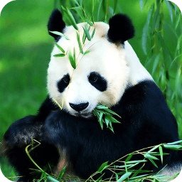 熊猫微刊