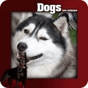 Funny Dog Live Wallpaper