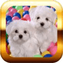 Small Dogs Puzzle &amp; Wallpapers