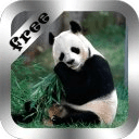 Cute Panda Live Wallpaper Free