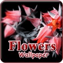Flowers Wallpaper HD