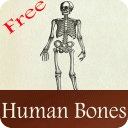 Human Bones learn free