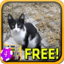 Admirable Cat Slots - Free