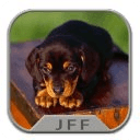 Funny Dogs Puzzle &amp; Wallpapers