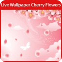 Cherry Flowers Live Wallpaper