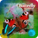 Butterfly Hunt