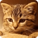 Adorable Kitten Puzzles FREE!