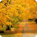 Autumn Road Live Wallpaper LWP