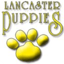 Lancaster Puppies