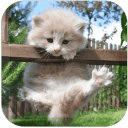 Dream Cat LiveWallPaper FREE