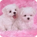 Cute Puppies Wallpaper