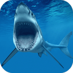 Shark Underwater Wallpaper