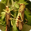 Jigsaw Puzzle Insects and Bugs