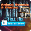Animal Sounds and Animal Photo