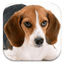 HD Beagles Puzzle