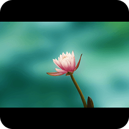 Water Lily Live Wallpaper LWP