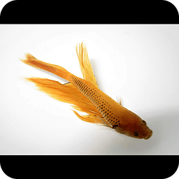 Gold Fish Live Wallpaper LWP