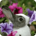 Cute Bunny Puzzle