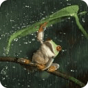 Frog In Rain Live Wallpaper