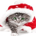 Christmas Cat Live Wallpaper