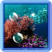 Coral Reef Fish HQ Photo LWP