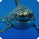 Great White Shark HD