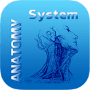 Human Anatomy System