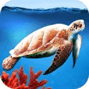 Sea Turtle Aquarium 3D