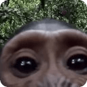 Monkey found your phone LiveWP