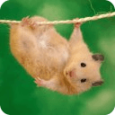 Hamster Live Wallpaper