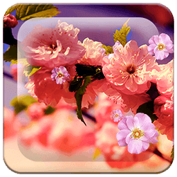 Spring Flowers HD LWP