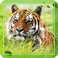 Wild Tigers live wallpaper