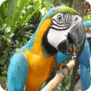 Parrot Owners Guide