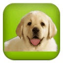 Cute Dog Wallpaper Puzzles