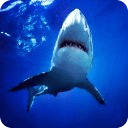 Angry Shark Top Live Wallpaper