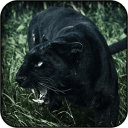 Black Leopard Wallpapers