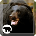 Bear Sounds HD Live Wallpaper