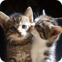 Cute Cats Pictures and GIFs
