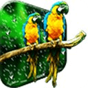 Birds HD Live Wallpaper