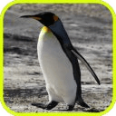 Temple Penguin Run