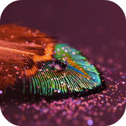 Feather Live Wallpaper