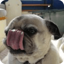 Dog lick Live Wallpaper