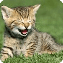 Cute Kitten Wallpapers HD